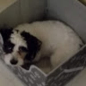 Meet your Posher, Stephen